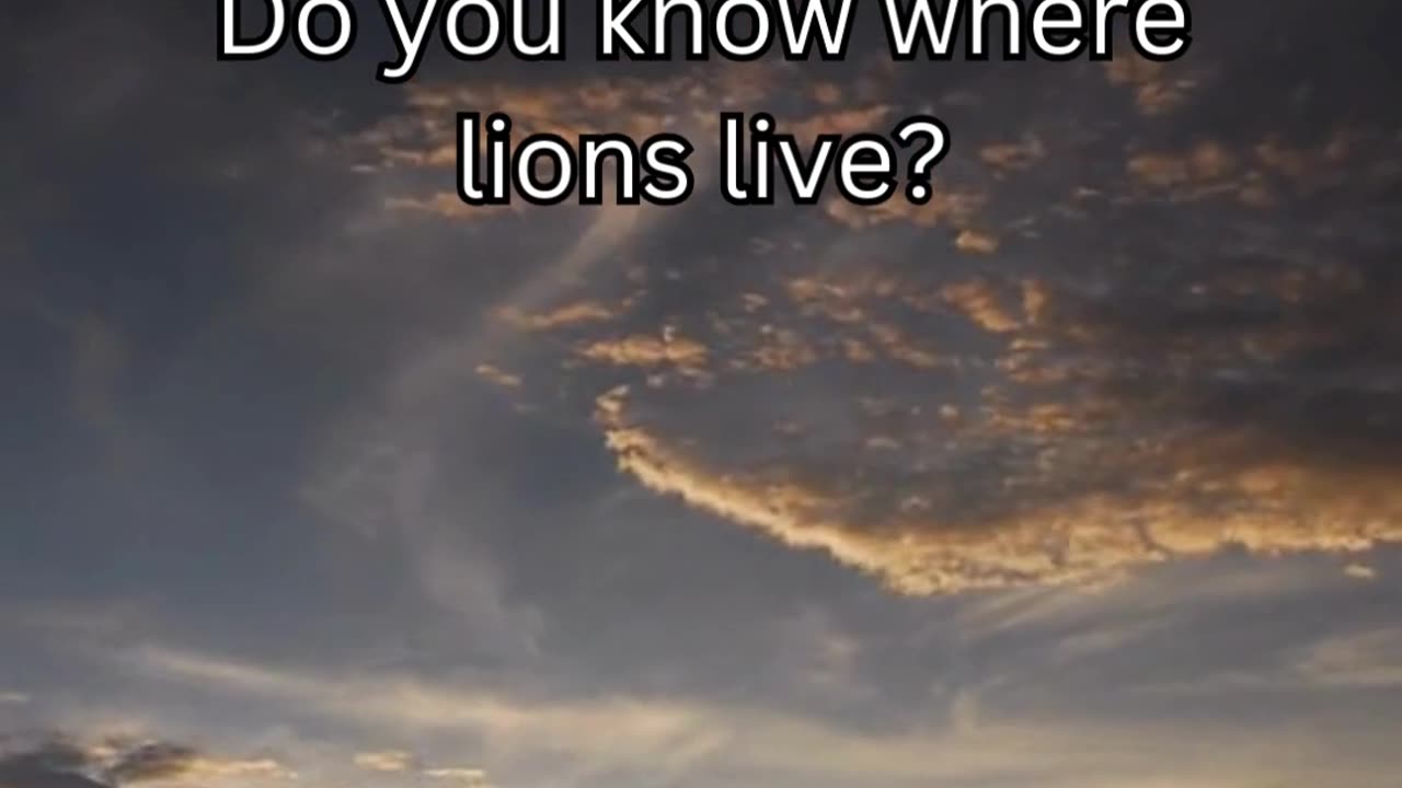 Lion fact 3 - Do you know where lions live?