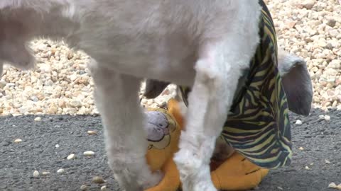 Dog with Bandana Playing with Dog Toy Outside