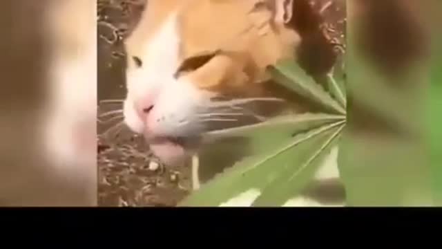 Cat vs Cannabis