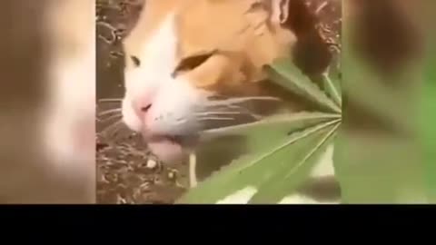 Cat vs Cannabis