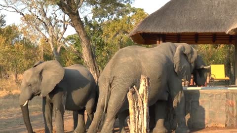 Elephants Drinking Pool Water