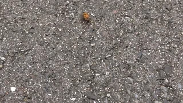 Little bee!are you tired