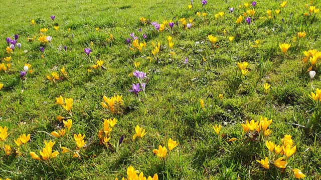 The yellow crocus flowers