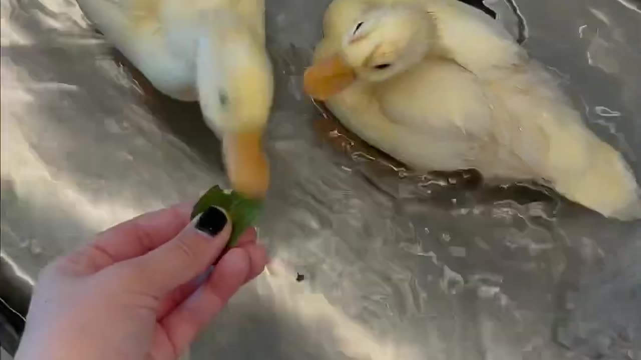 Ducks ASMR #shorts #petduck