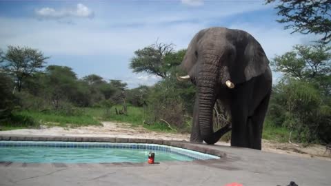 Elephant crashes the pool party!