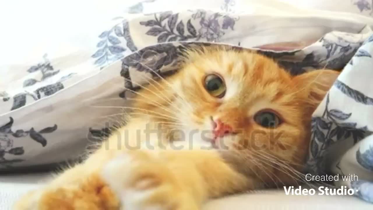 Small kitten feel sleepy and wants to sleep