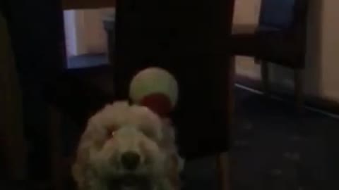 Dog getting hit with ball in slow motion