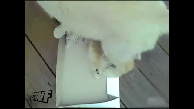 CuteWinFail_ Peeing Dog Fail