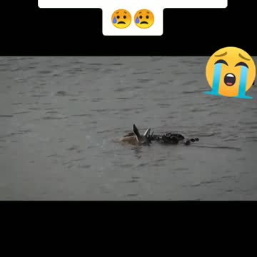 There is no one in the world like mother you watch this you will cry 😥