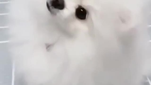 Cute dog