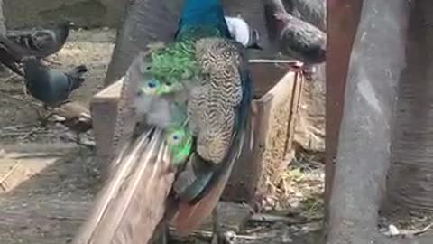 Peacocks watching other similar performances