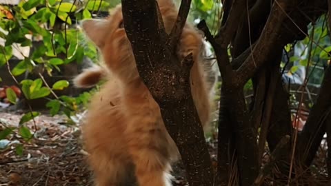 Cat on tree