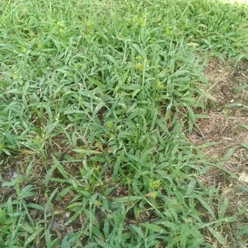 Crabgrass In Late Summer Months