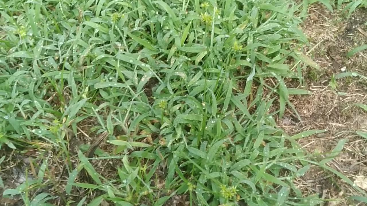Crabgrass In Late Summer Months