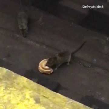 Two rats fight over a bagel on subway tracks