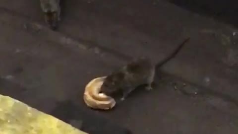 Two rats fight over a bagel on subway tracks
