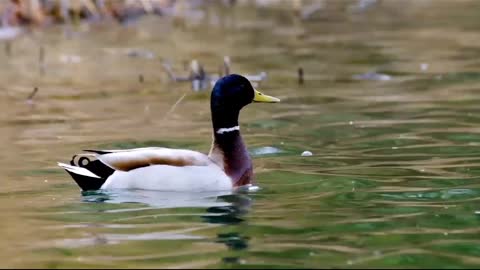 Butiful love birds in very happy with the life