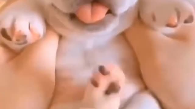 Cutest Puppy Dog |funny dogs