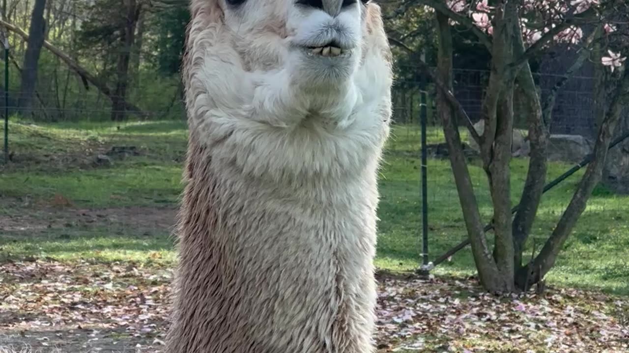 Alpaca Sounds an Alarm Call