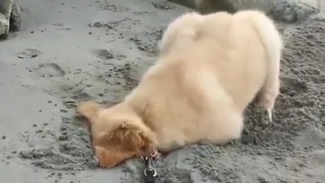 Pit Digging Expert