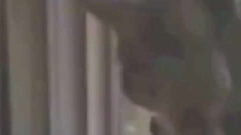 Baby Dogs - Cute and Funny Dog