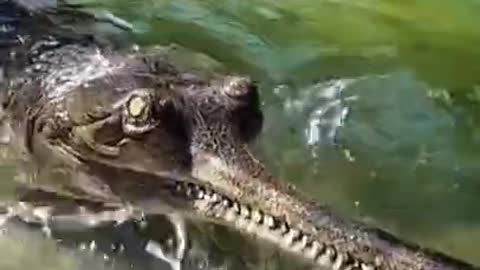 what kind of alligator is this?