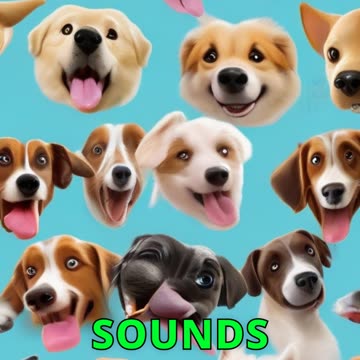 Dogs Watching TV and Getting Confused