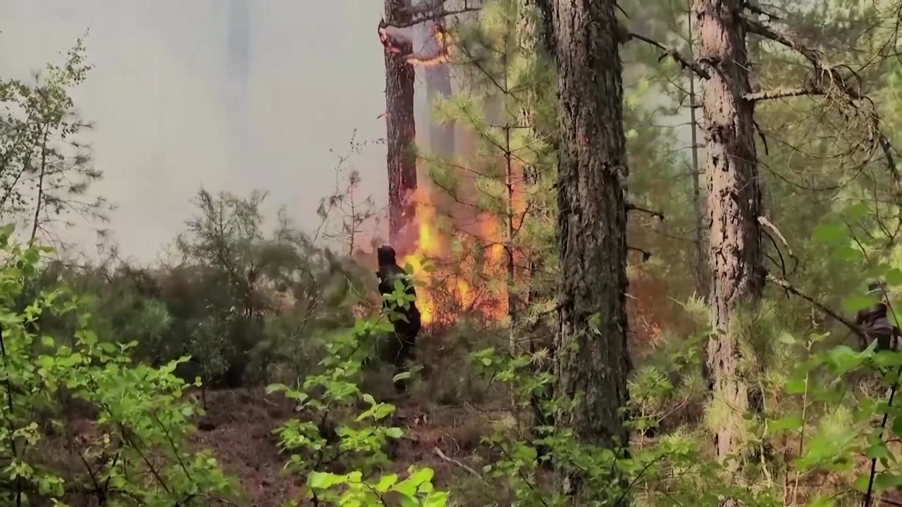 This nature-inspired device aims to detect wildfires early