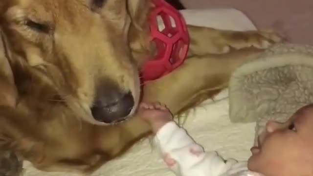 From the dog's doting on the baby