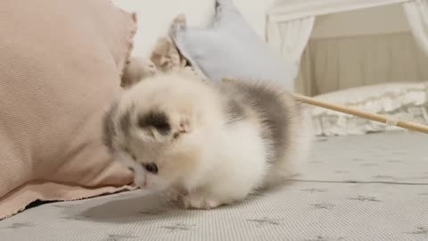 Cute baby short leg kitten playing.