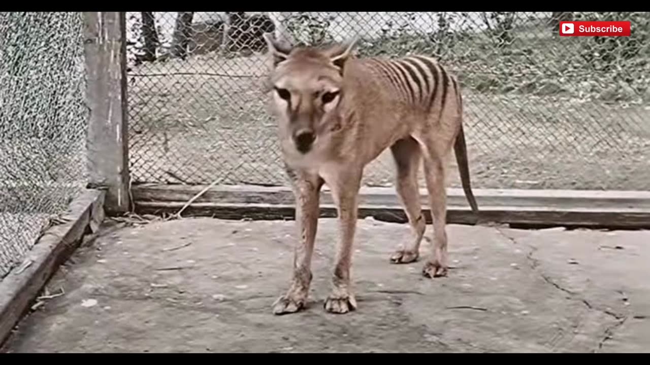 The Tasmanian Tiger will be reintroduced within the next decade