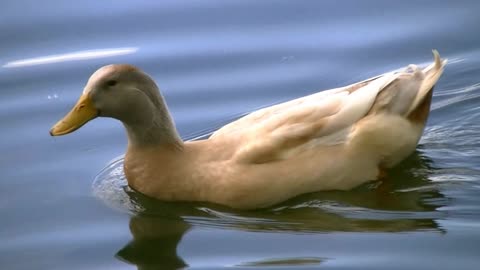 Duck Playing