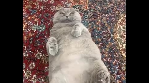 Best of 2020 Funny Animals