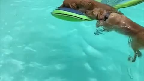 Golden Retriever OVERLOAD!