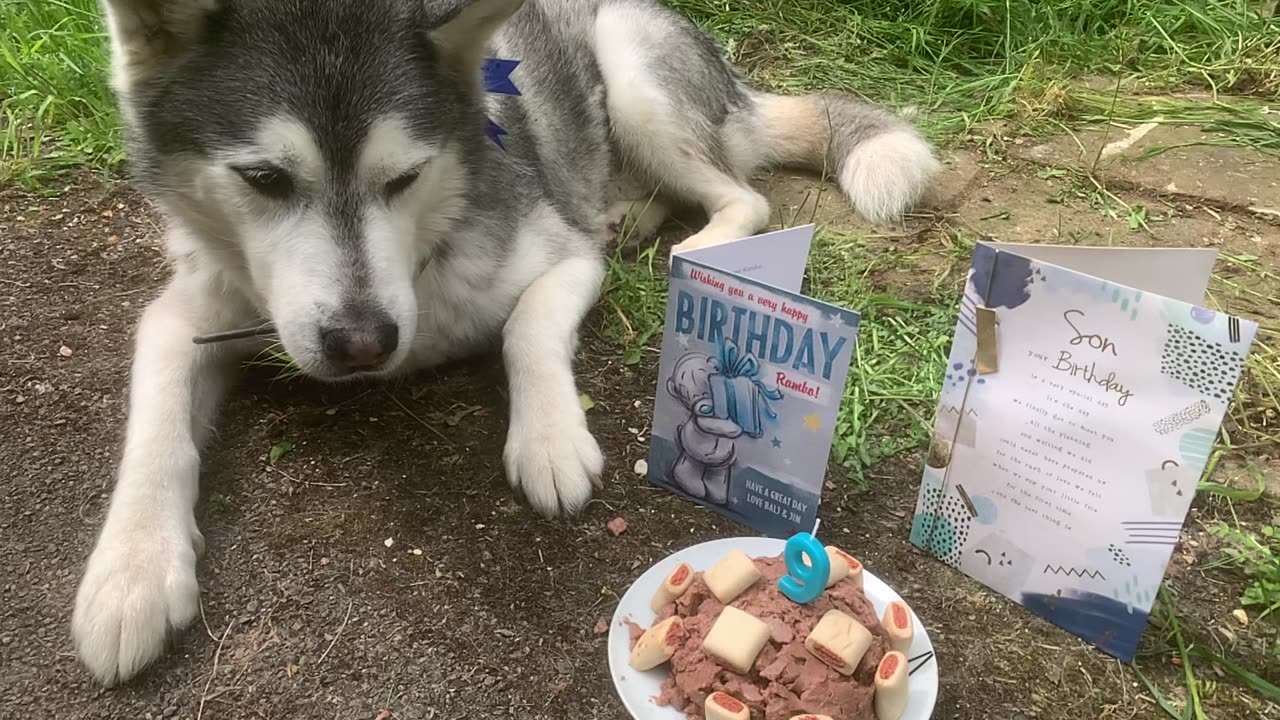 Rambo Dee Elite presents - My Dog - Husky has a Birthday !