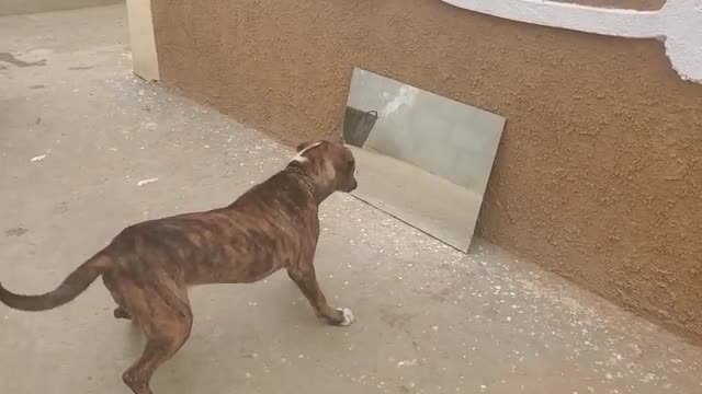 Dogs reaction in front of mirror EXTREMELY FUNNY