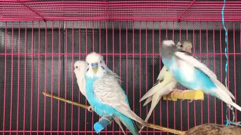 Lovebirds inside the Cage