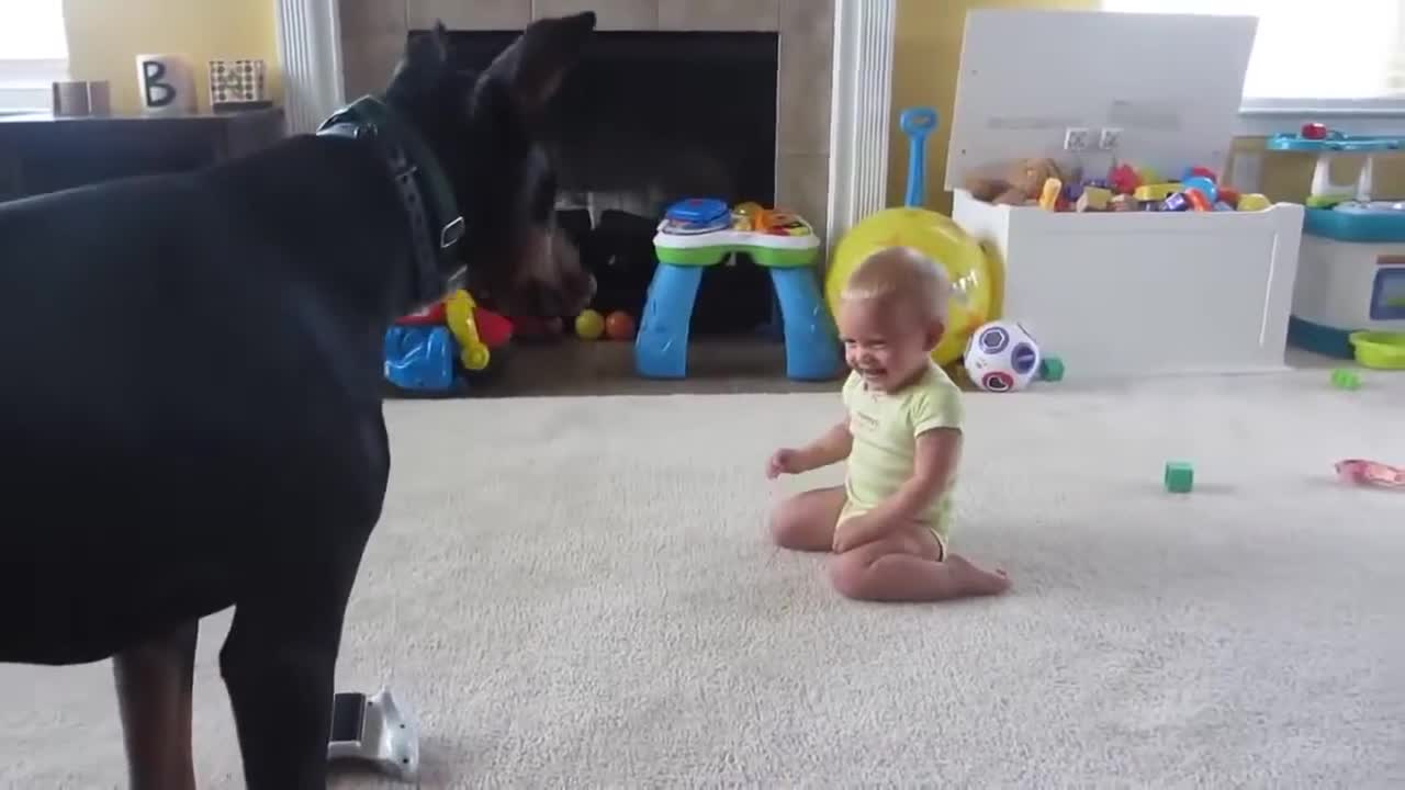 Baby playing with a Doberman! Its so FUNNY