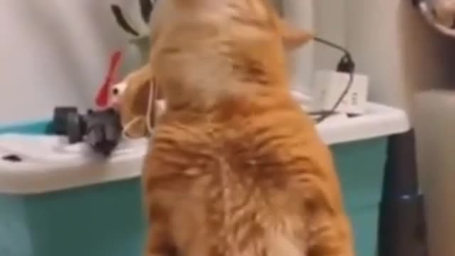 Cute Cat Gives Kisses To Owner #short video