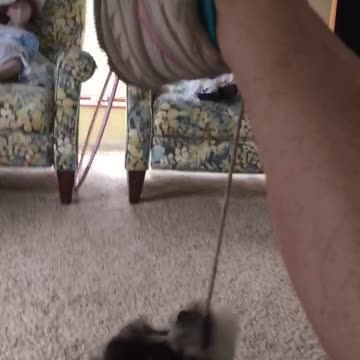 Small Dog Refuses To Let Go Of Shoelace Despite Being In The Air