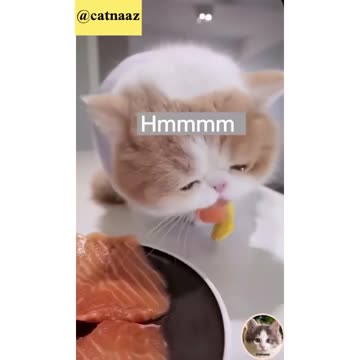 How does a fat cat eat meat belly?