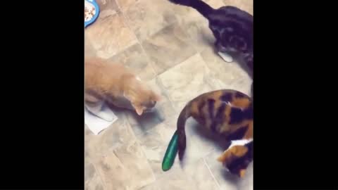 Funniest Cat and Dog 😂🐕