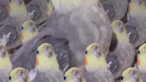 Assemble the Birb army!