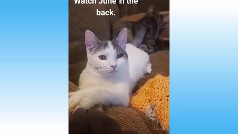 Funniest 🐶 Dogs and 😻 Cats - Awesome Funny Pet Animals😇