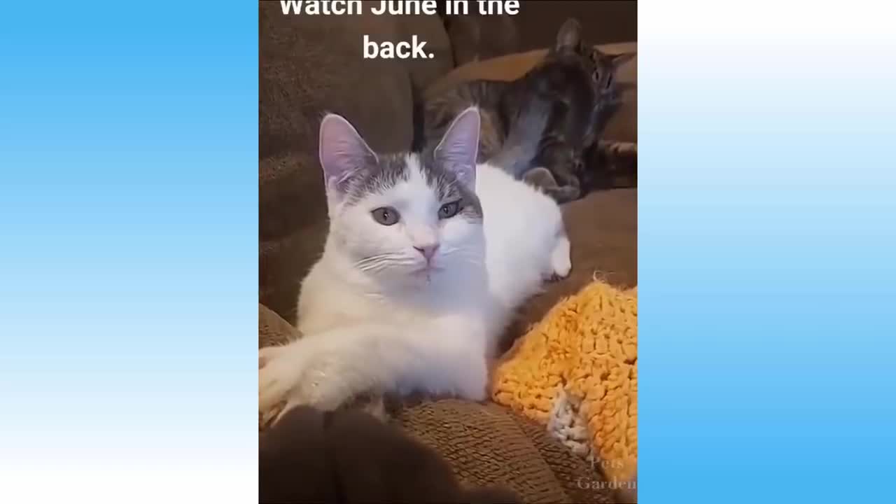 Funniest 🐶 Dogs and 😻 Cats - Awesome Funny Pet Animals😇