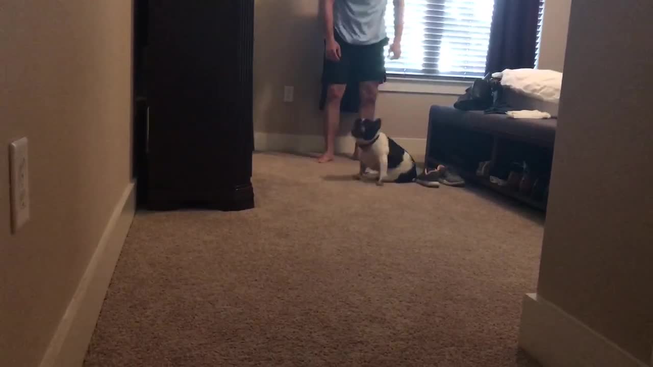 Paralyzed Pup Starts Using His Back Legs Again