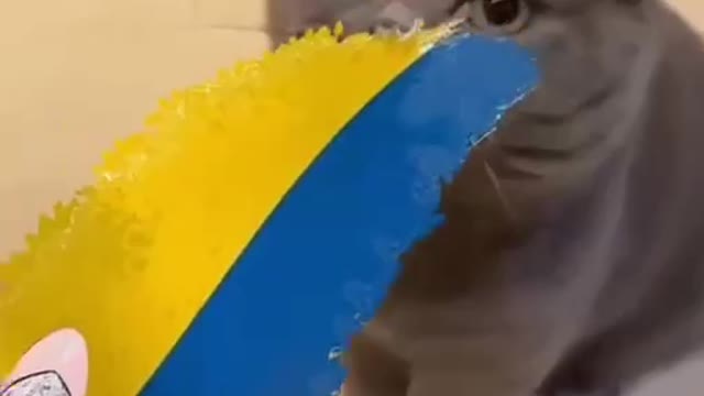 Kočka co Ukrajinu nemusí