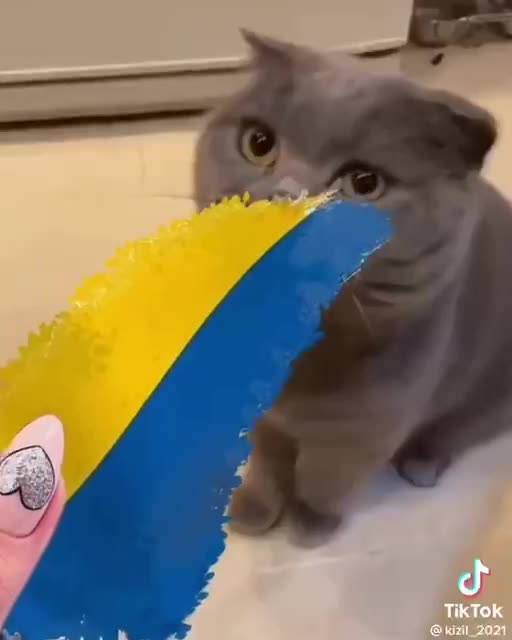 Kočka co Ukrajinu nemusí