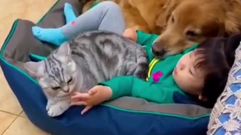 #shorts funny video cat and dog 2021