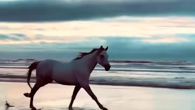 Wild _Horse_ running _ beach